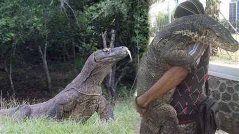 philippine monitor lizard (bayawak)|Survival Lesson 14: Meet the Bayawak: Philippines' Giant Monitor .